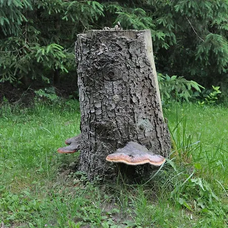 בית נופש Finnhuette-mit Dem Gesang Der Voegel Erwachen